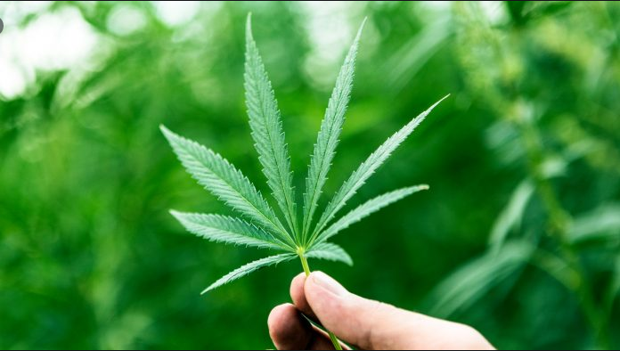 Cannabis – Breaking The Taboo