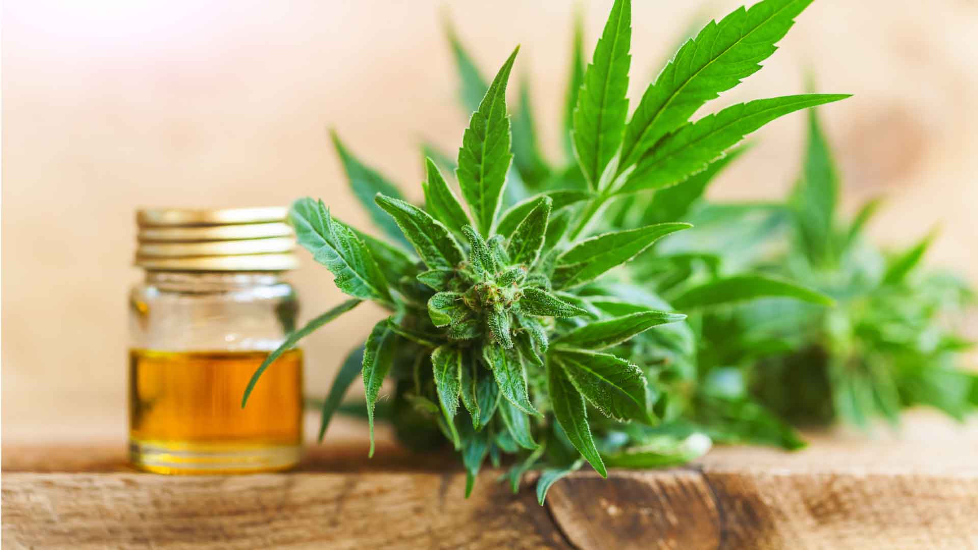 Know which is the most effective Cbd flower (Fleur de cbd) so that you can release tension